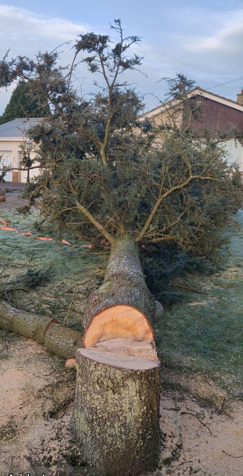 Tree Arborists In Antrim