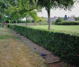 Hedge Trimming In County Antrim & County Down