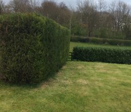 Hedge Pruning In County Antrim & County Down