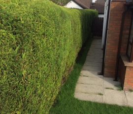 Hedge Shaping In County Antrim & County Down