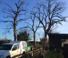 Arborist Services In County Antrim & County Down