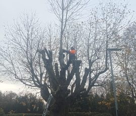 Tree Felling In County Antrim & County Down