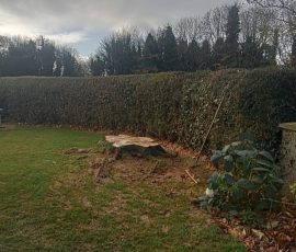 Tree Stump Grinding In County Antrim & County Down