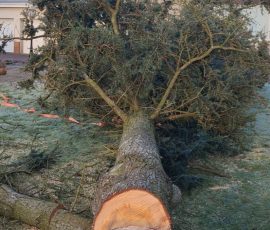 Tree Arborists In Antrim